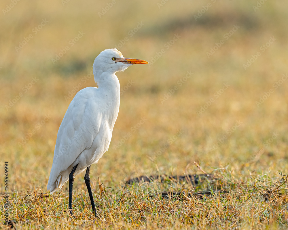 Obraz premium A Small Egret 's portrait while sitting