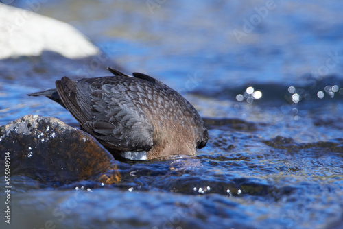 	
Wasseramsel (Cinclus cinclus) an der Spree bei der Futtersuche	
 photo