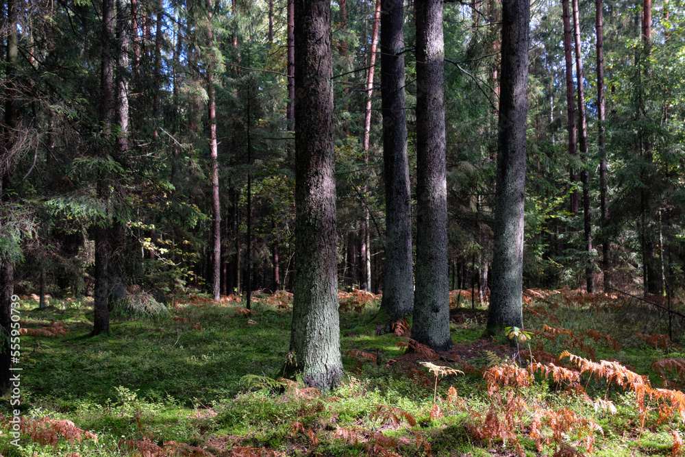 Springtime coniferous forest tree stan in sun Springtime coniferous forest tree stan in sun
