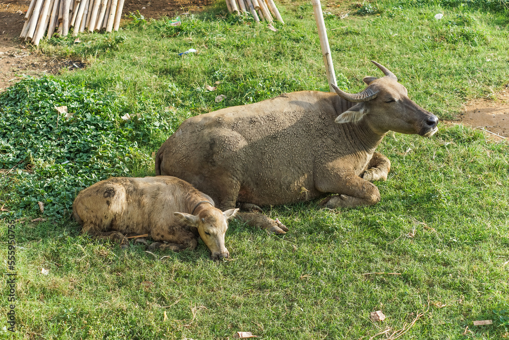 Buffalo mother and baby buffalo resting on grass field