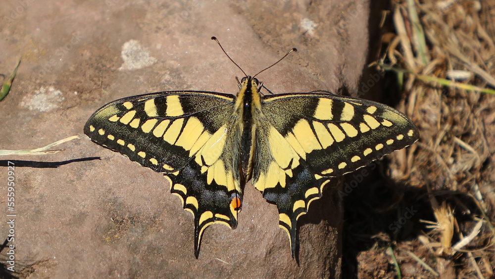 Macaón o Mariposa rey Papilio Machaon Macaón o Mariposa rey Papilio Machaon