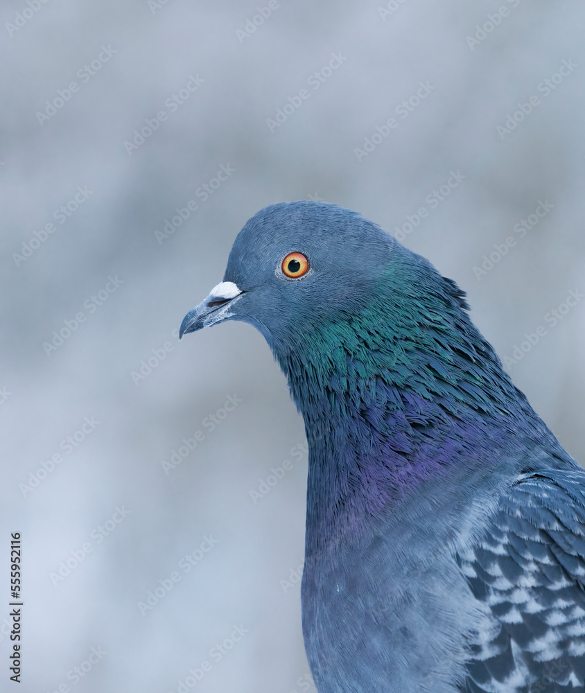Domestic pigeon (Columba livia domestica) closeup in winter. Domestic pigeon (Columba livia domestica) closeup in winter.