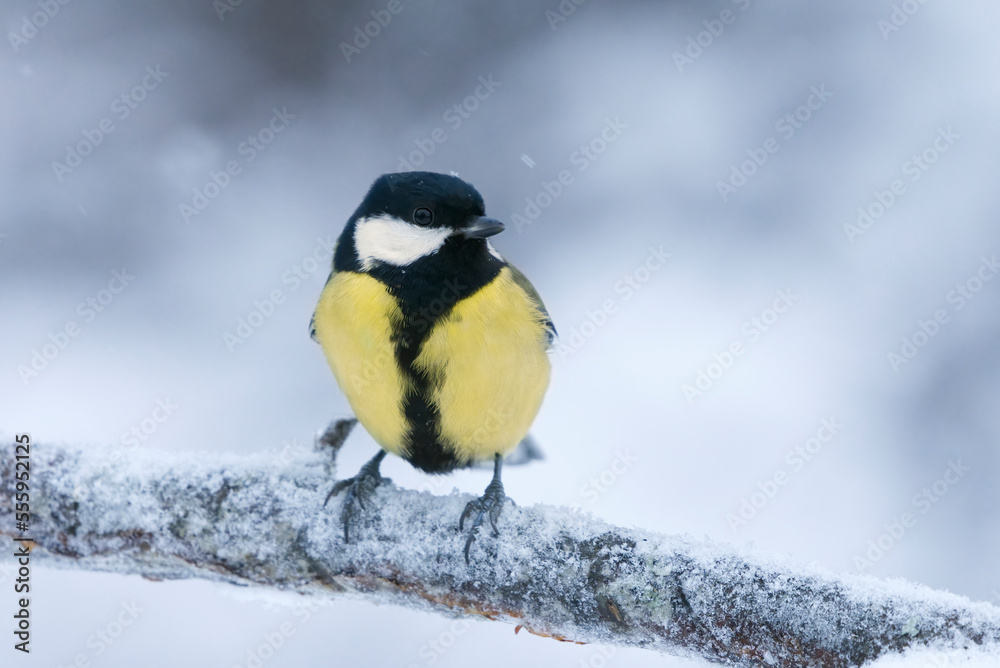 Great tit (Parus major) sitting on a branch in winter. Great tit (Parus major) sitting on a branch in winter.