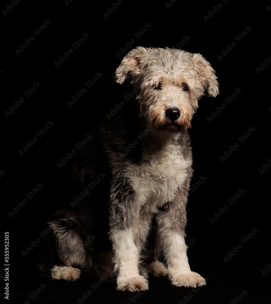 beautiful pictures of a dog on a black background