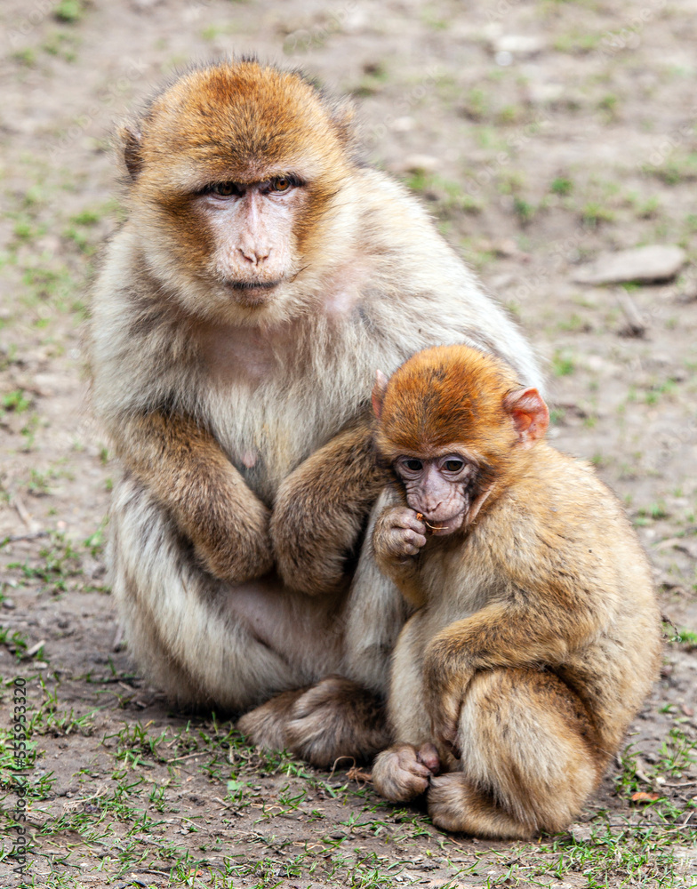 Fototapeta premium Magot (Macaque de Barbarie) - Macaca sylvanus - Barbary Macaque _ Zooparc de Beauval, France