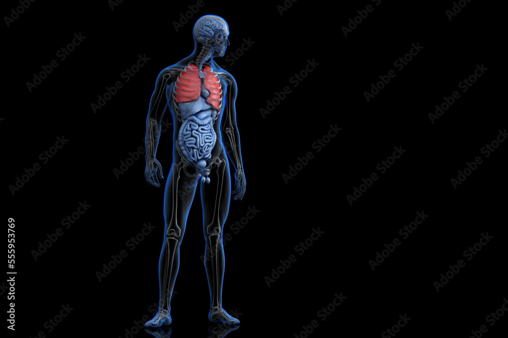 Illustration of human anatomy with highlighted lungs. 3D Rendering
