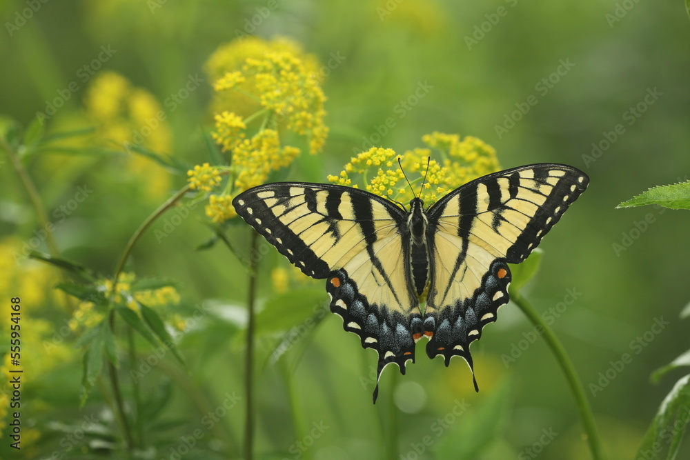 Eastern Tiger Swallowtail Butterfly Female Papilio Glaucus On Golden