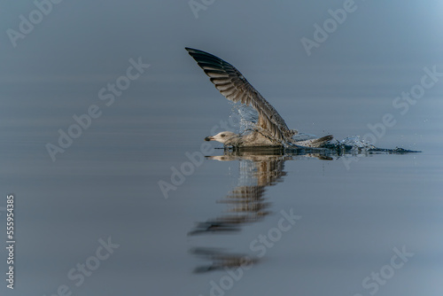 Caspian Gull  Larus cachinnans  just landed in the oder delta in Poland  europe. Blue background. Reflection.                                                                               