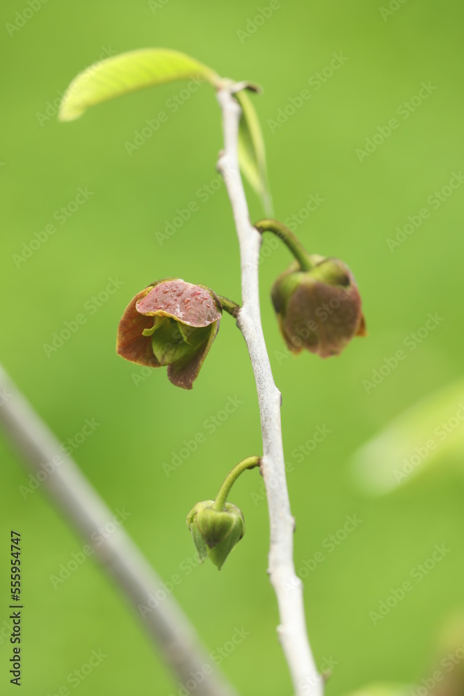 Pawpaw flower asimina triloba in spring Pawpaw flower asimina triloba in spring