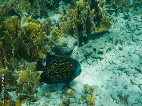 French angelfish on coral reef in the Caribbean sea.
