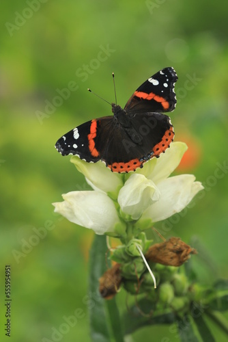 red admiral butterfly Vanessa atalanta on white turtlehead chelone glabra photo