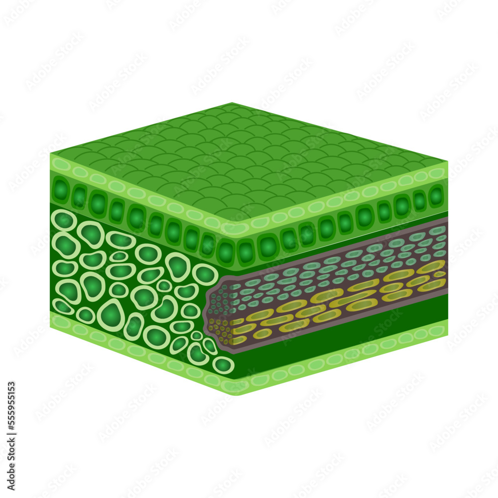 Biological Tissue Diagram Composition Biological Tissue Diagram Composition