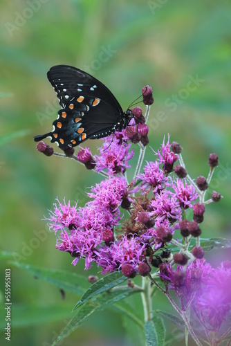 Spicebush swallowtail butterfly (papilio troilus) on new york ironweed (Vernonia noveboracensis)