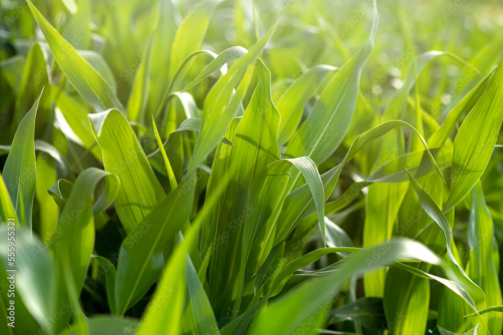 Corn leaves in a sunrays close up, idea of food production and agriculture. Corn leaves in a sunrays close up, idea of food production and agriculture.