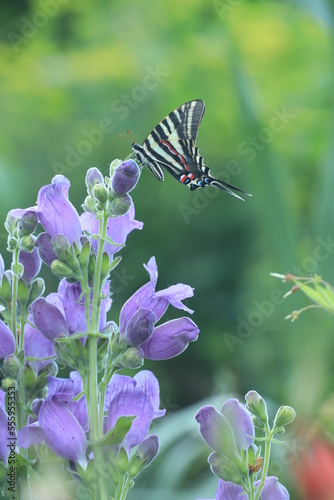 zebra swallowtail butterfly eurytides marcellus on showy penstemon Penstemon spectabilis