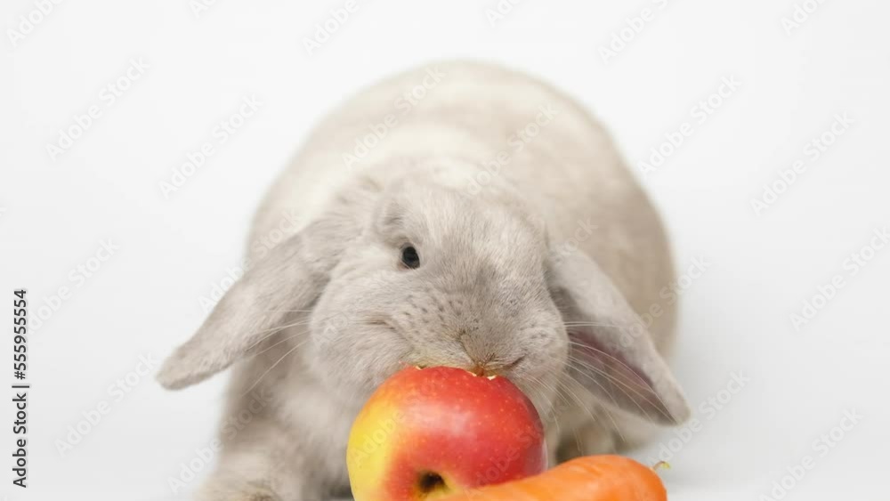 Rabbit on a white background eats an apple in slow motion. Gray lop-eared, dwarf rabbit. Licks her lips, cleans her nose, looks into the camera focus on the animal. Rabbit on a white background eats an apple in slow motion. Gray lop-eared, dwarf rabbit. Licks her lips, cleans her nose, looks into the camera focus on the animal.