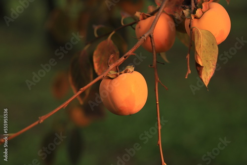 The persimmon fruit trees in autumn
