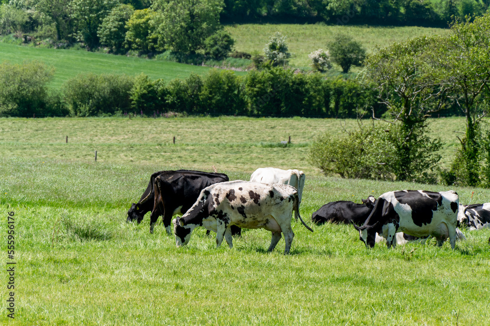 Several cows are eating grass in a green meadow on a sunny spring day. Cattle on a livestock farm. Agricultural landscape. Organic Irish farm. Black and white cow on green grass field