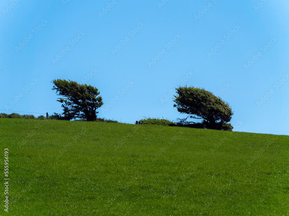 Beautiful trees, hill. Picturesque spring landscape, nature of Ireland. A copy space. Green grass field under blue sky Beautiful trees, hill. Picturesque spring landscape, nature of Ireland. A copy space. Green grass field under blue sky