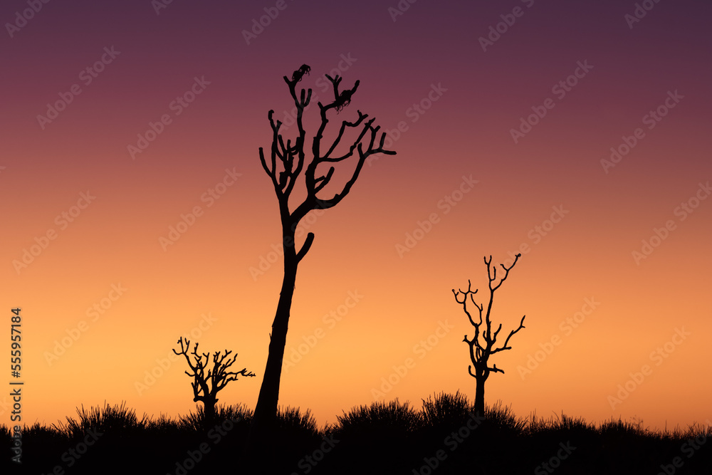 tree silhouettes during stunning cloudless colorful sunset
