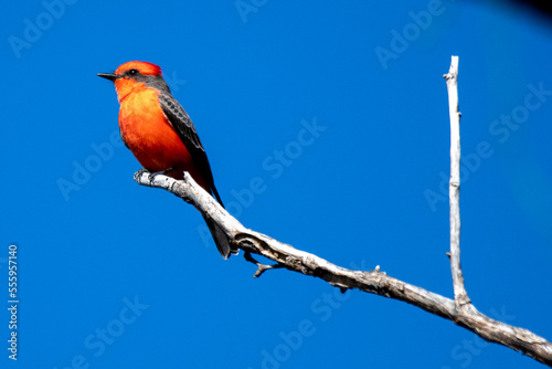 Slika na platnu vermilion flycatcher on a branch