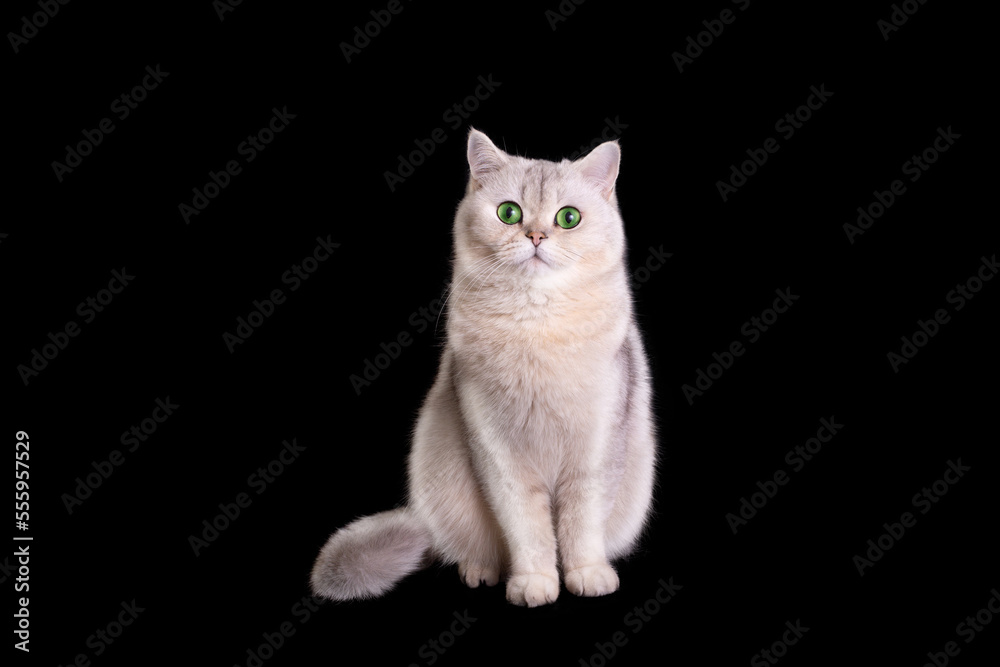 A cute white cat sits on a black background