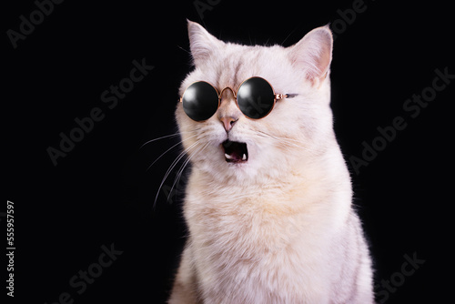 Funny portrait of a white cat in blue sunglasses and open mouth in surprise, on a black background