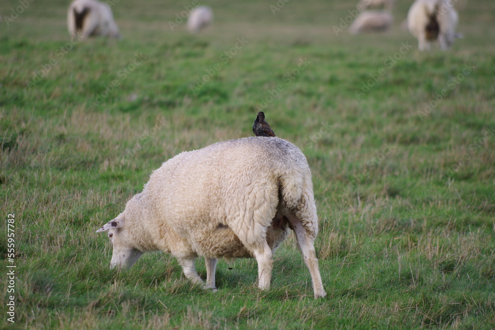 Obraz premium Oiseau posé sur la toison d'un mouton anglais, Stonehenge