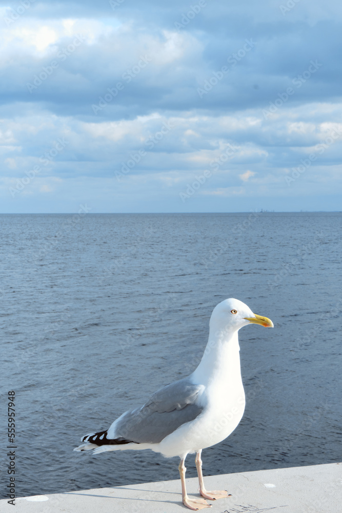 Closeup shot of a juvenile gull or European herring gull perched on a railing. Wild bird on the background of the sea Closeup shot of a juvenile gull or European herring gull perched on a railing. Wild bird on the background of the sea