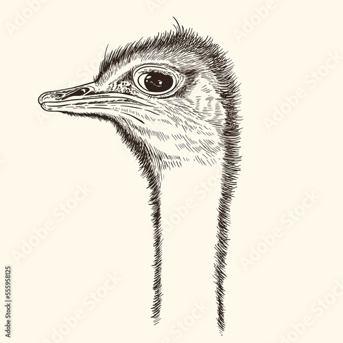 Cute hand drawn head of ostrich.