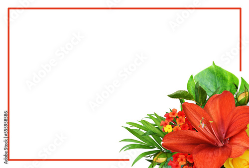 Red frame and amaryllis and...