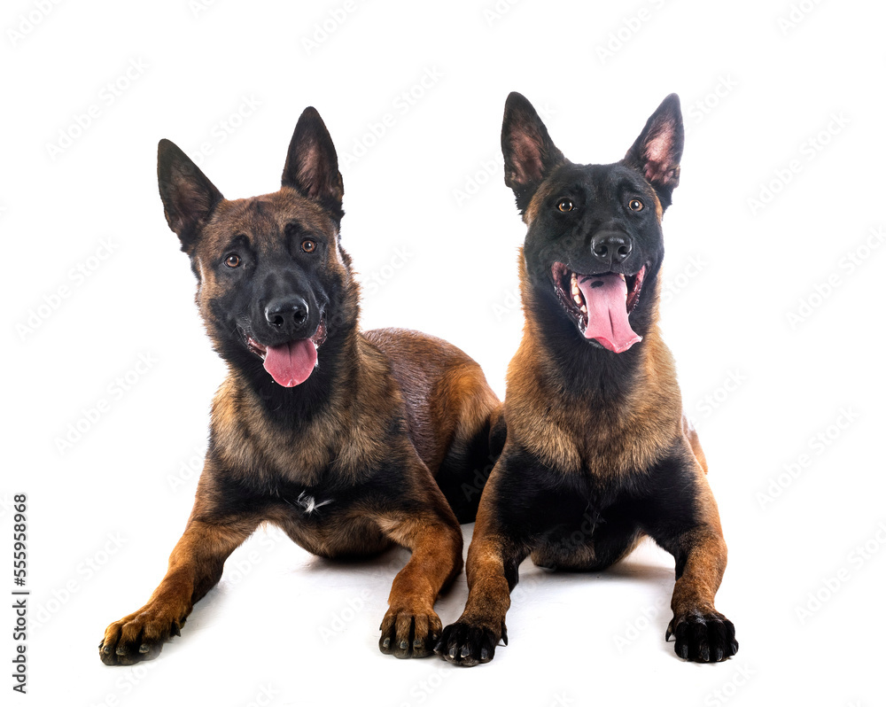 malinois in studio malinois in studio