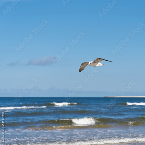 Junge Silbermöwe, Larus argentatus, beim Flug entlang der polnischen Ostseeküste 