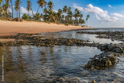 corals exposed by low tide with coconut trees in the background