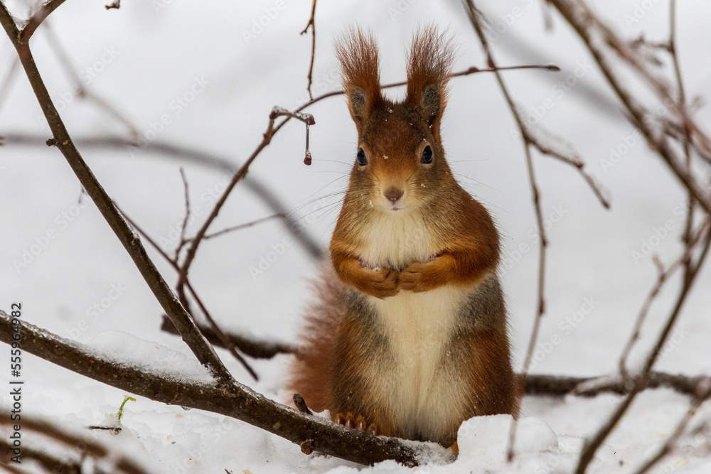 squirrels in the snow and eating nuts squirrels in the snow and eating nuts