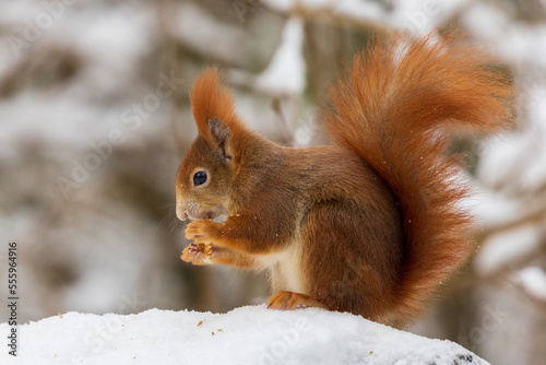 squirrels in the snow and eating nuts © andybe