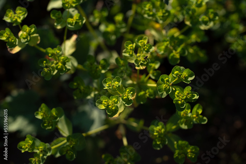 Top view of green plants with dark shades. Selective focus, blurred background.