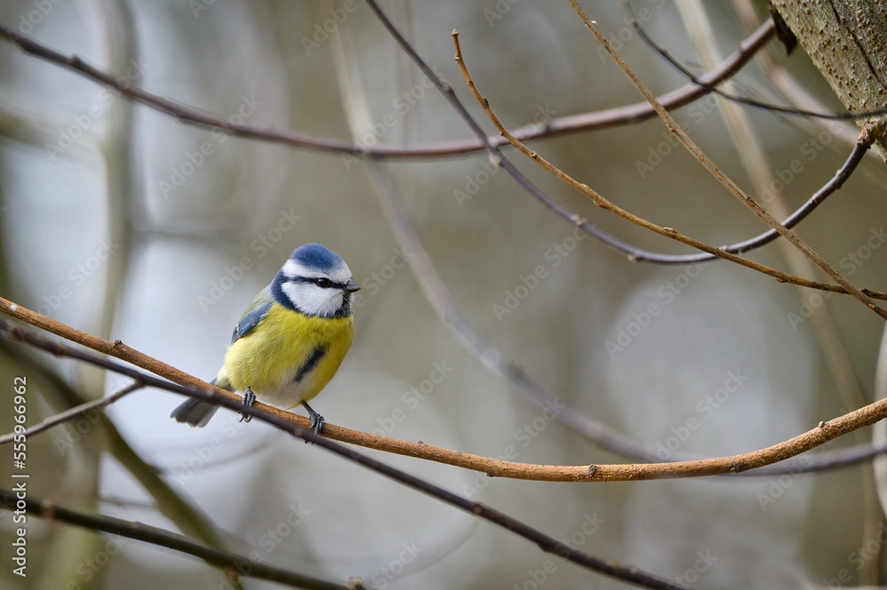 Fototapeta premium bird, natur, wild lebende tiere, gelb, blaumeise, 