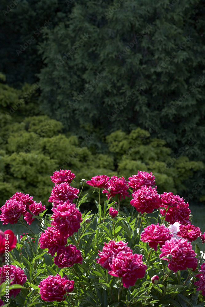 Pink Herbaceous Peonies