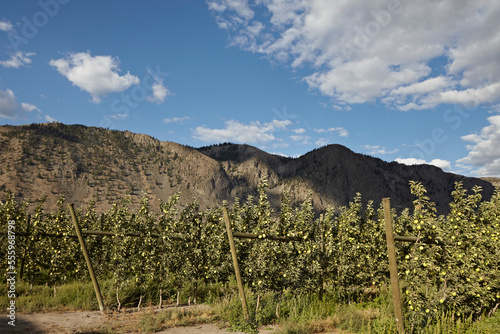 Espaliered Apple Trees, Cawston, Similkameen Country, British Columbia, Canada photo