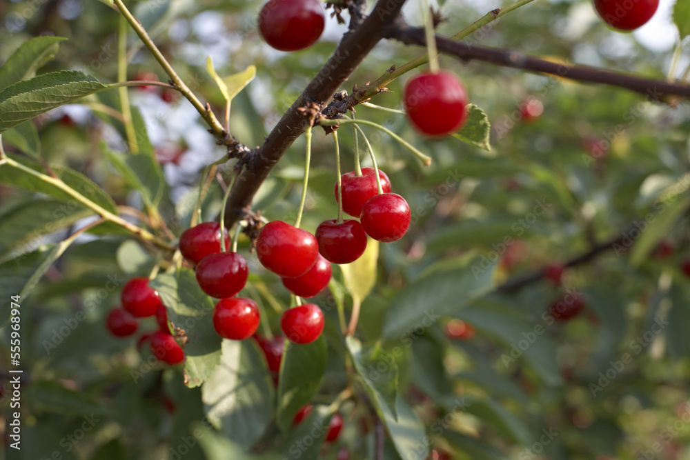 Sour Cherries, Beamsville, Niagara Region, Ontario, Canada Sour Cherries, Beamsville, Niagara Region, Ontario, Canada