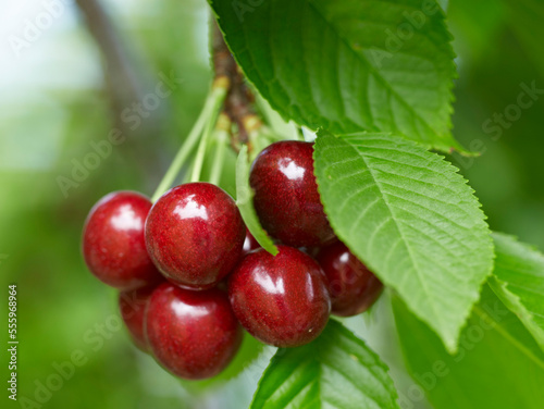 Sweet Cherries, Beamsville, Niagara Region, Ontario, Canada photo