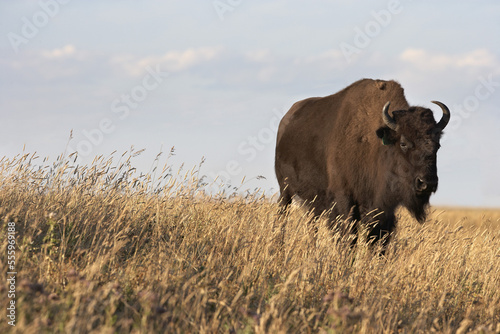 Bison in Field, Tacarsey Bison Ranch, Pincher Creek, Alberta, Canada