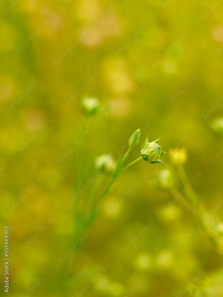 Close-up of Canola Plant, Alberta, Canada Close-up of Canola Plant, Alberta, Canada