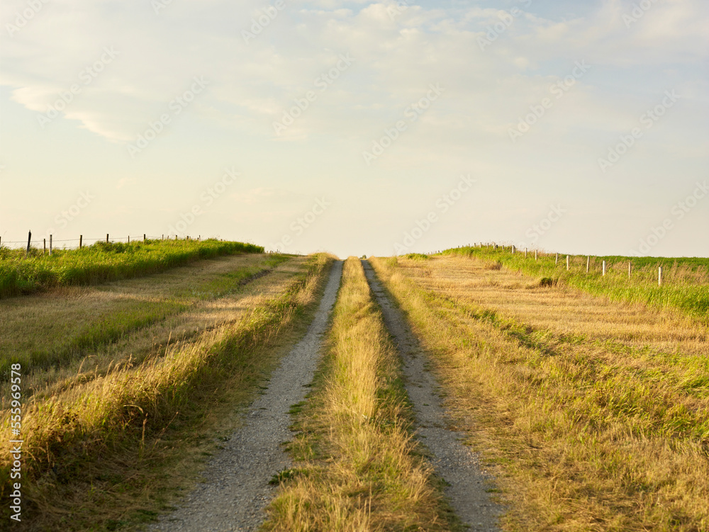 Gravel Road through Canola Field, Pincher Creek, Alberta, Canada Gravel Road through Canola Field, Pincher Creek, Alberta, Canada