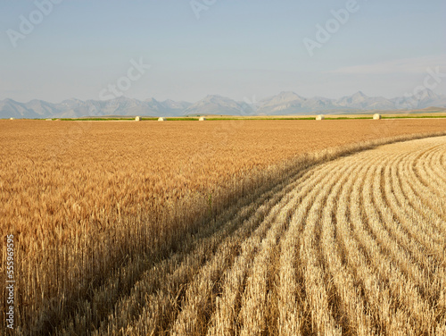 Partially Harvested Wheat Field, Rocky Mountains in Distance, Pincher Creek, Alberta, Canada photo