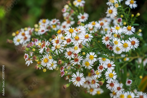 White yellow orange flowers of Symphyotrichum pilosum with green blurred background.