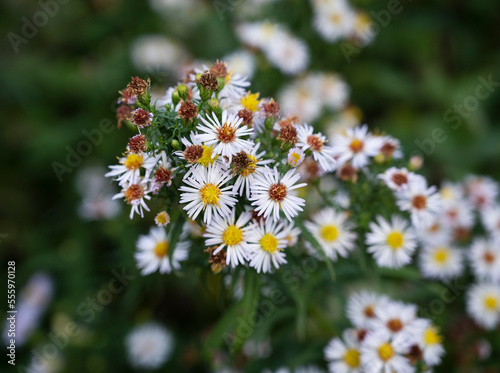 White yellow orange flowers of Symphyotrichum pilosum with dark green blurred background.