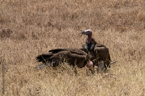 A Couple of Nubian Vultures in Tanzania photo