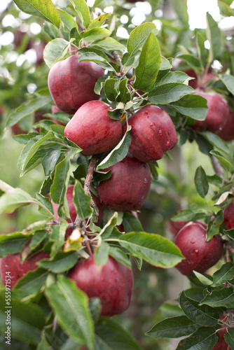 Close-up of Red Delicious Apple Tree, Milton, Ontario, Canada